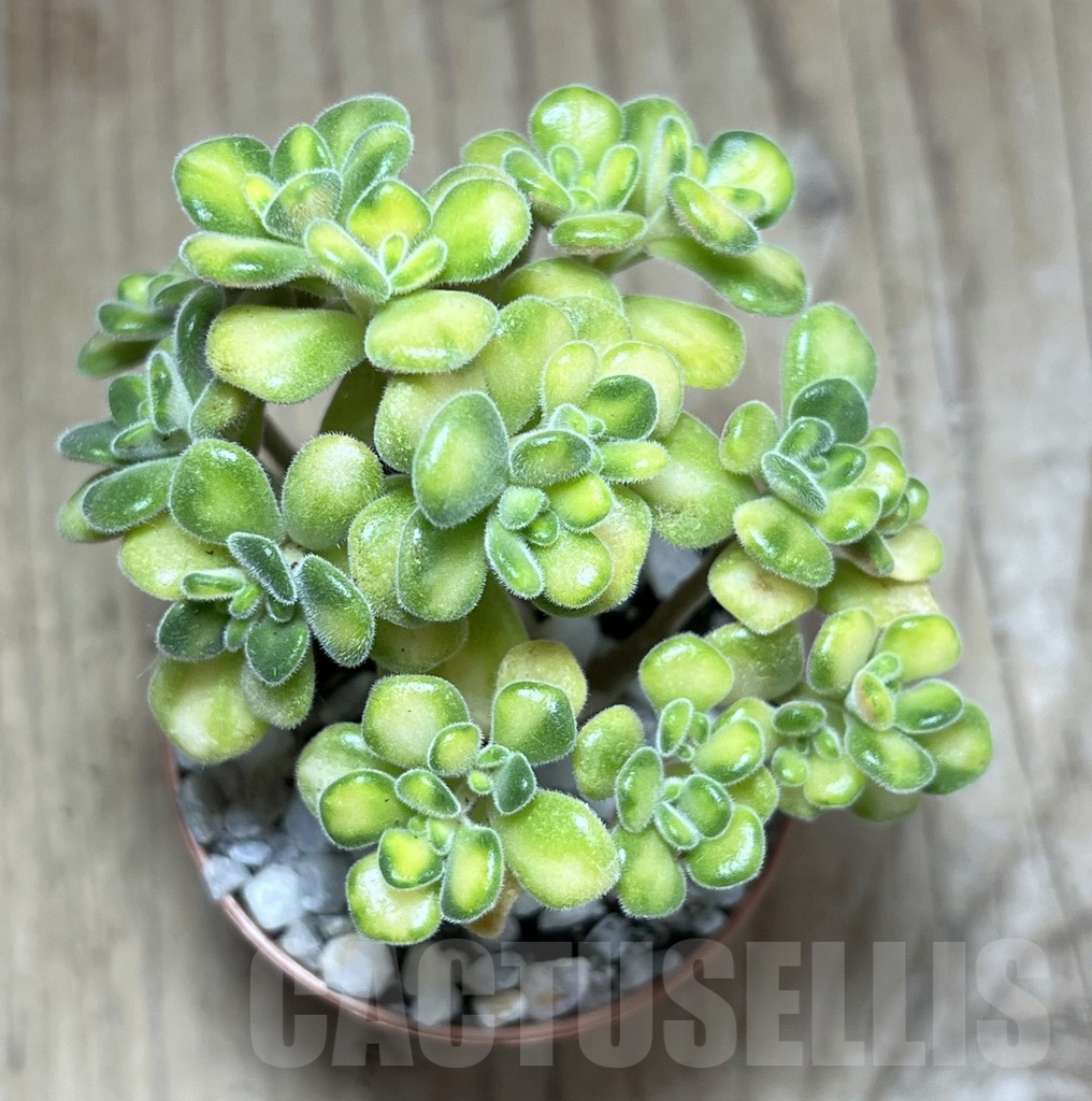 SHPR25999 Aeonium lindleyi f. variegata - Image 2