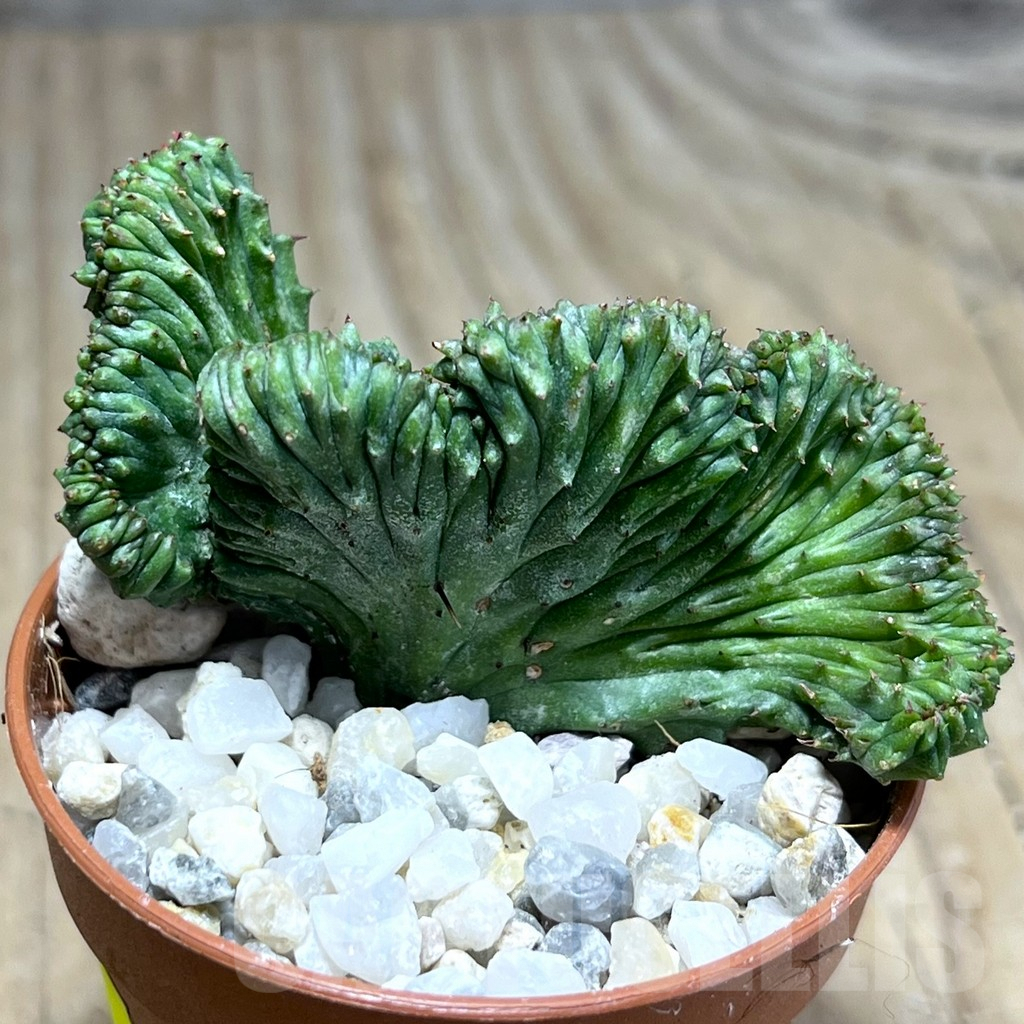 SHPR26000 Euphorbia enopla f. cristata