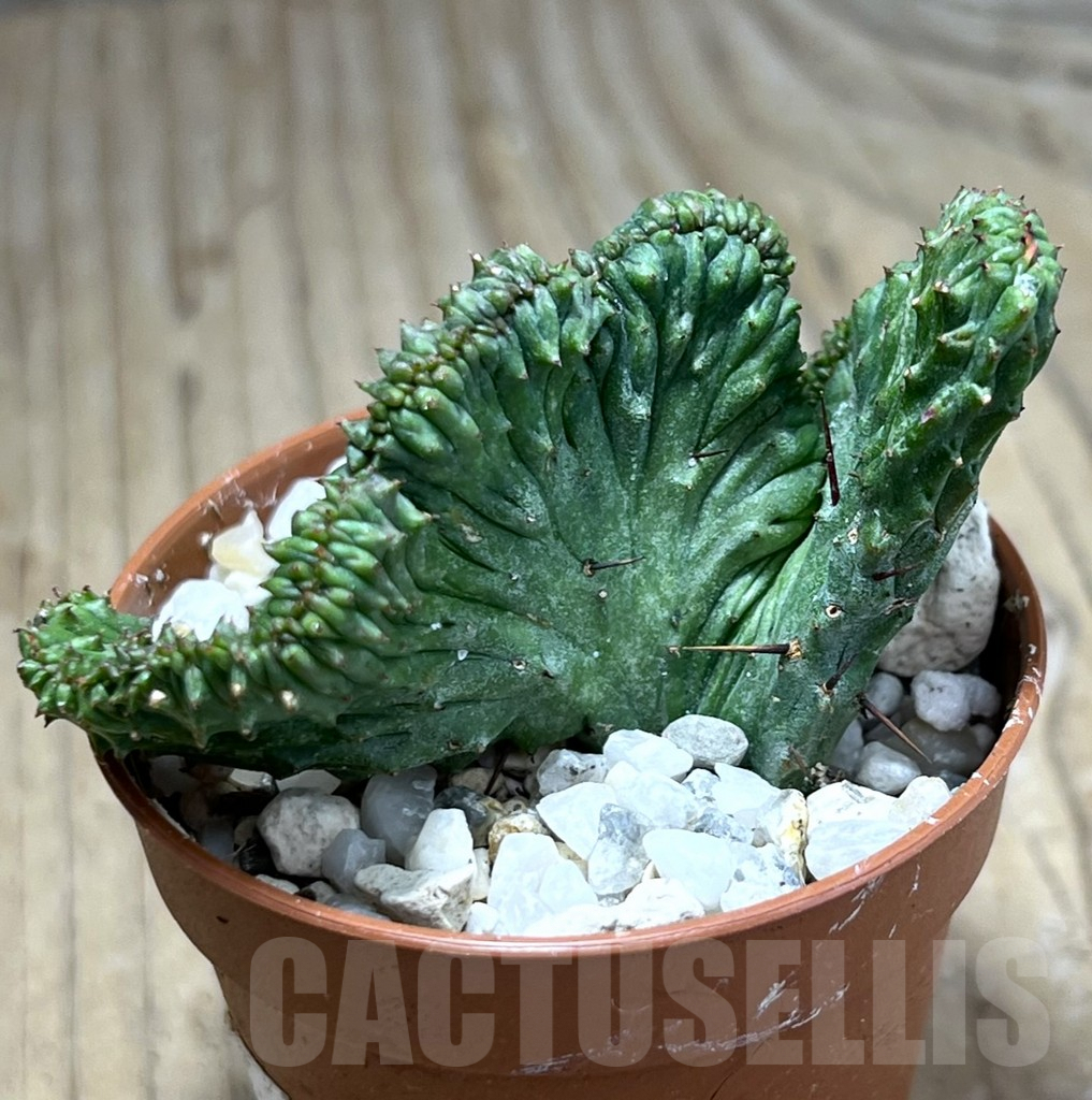 SHPR26000 Euphorbia enopla f. cristata - Image 2