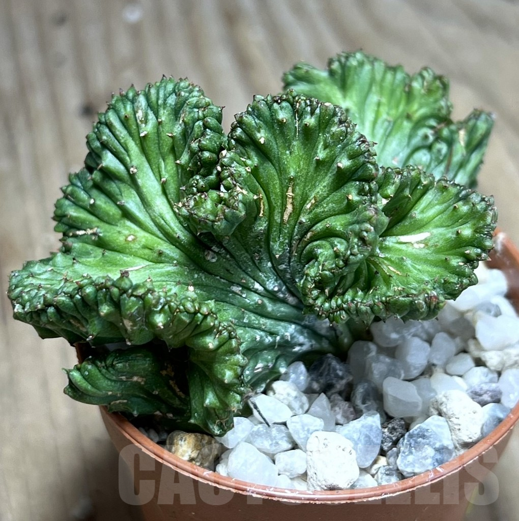 SHPR26001 Euphorbia enopla f. cristata