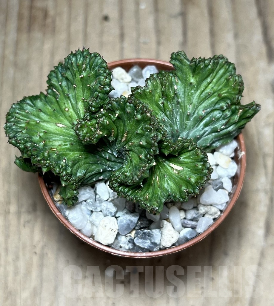 SHPR26001 Euphorbia enopla f. cristata – Bild 2