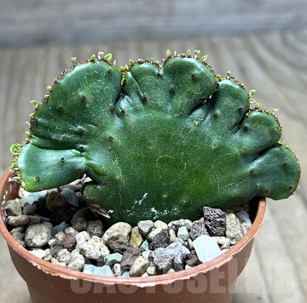 SHPR26002 Euphorbia leucodendron f. cristata