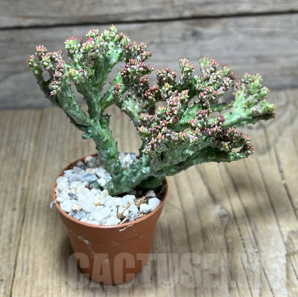 SHPR26004 Euphorbia enopla ‘Coral’ f. cristata - 画像 (2)