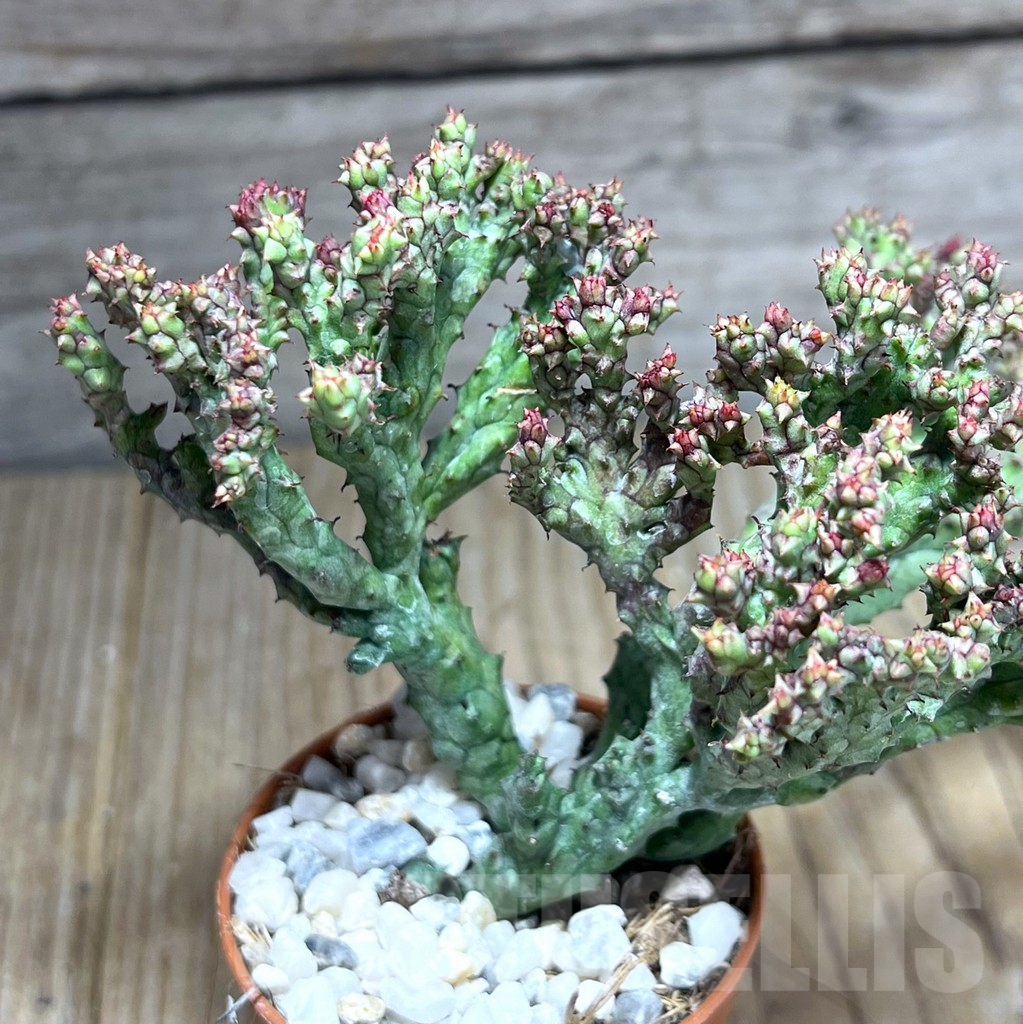 SHPR26004 Euphorbia enopla ‘Coral’ f. cristata