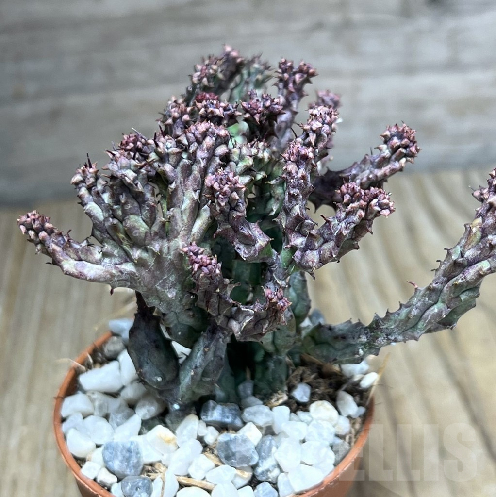 SHPR26005 Euphorbia enopla ‘Coral’ f. cristata