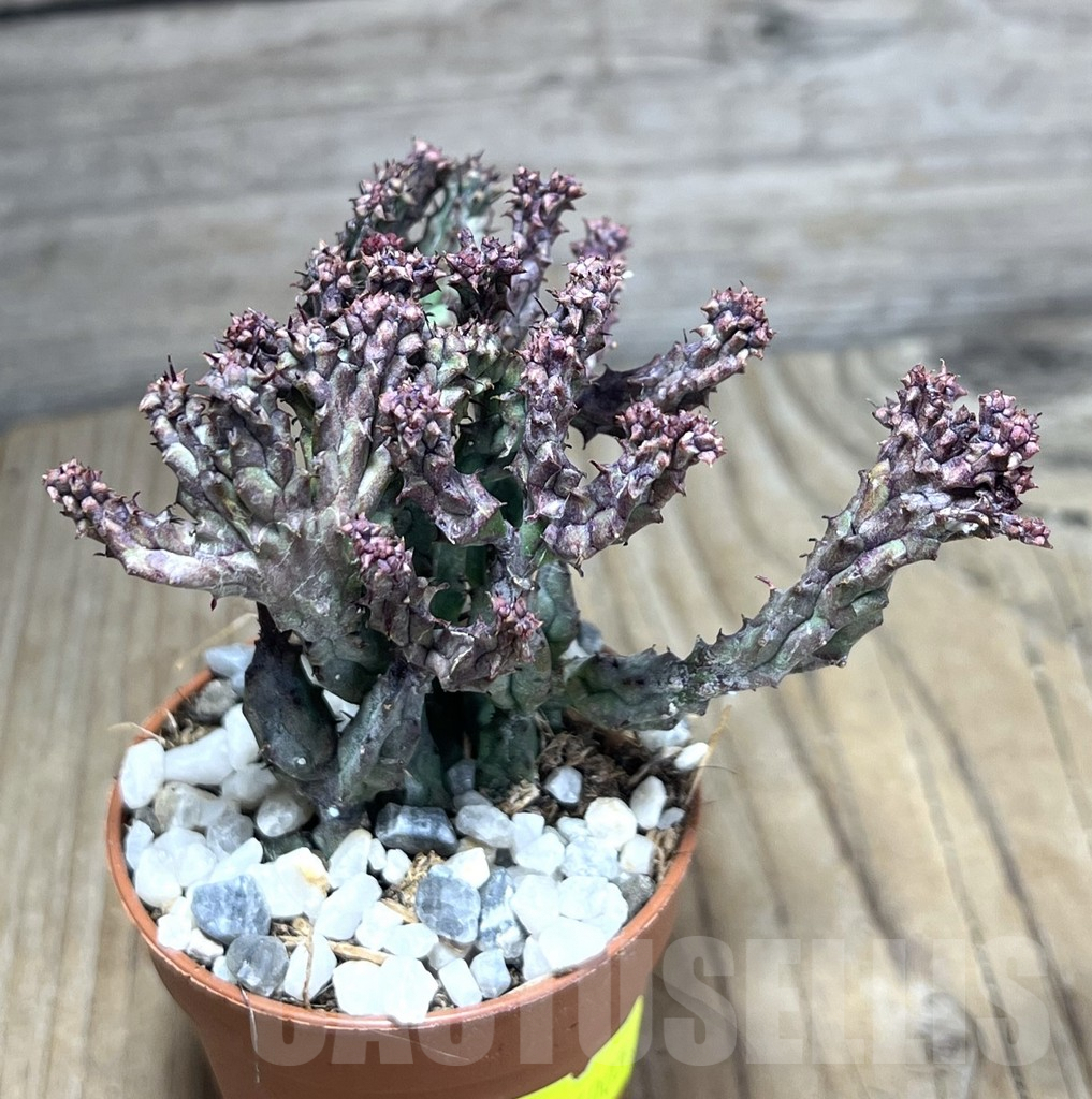 SHPR26005 Euphorbia enopla ‘Coral’ f. cristata - 画像 (2)