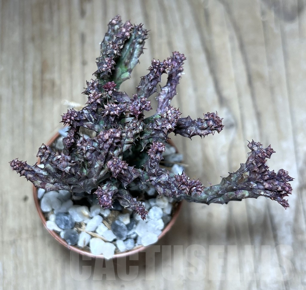 SHPR26005 Euphorbia enopla ‘Coral’ f. cristata - 画像 (3)