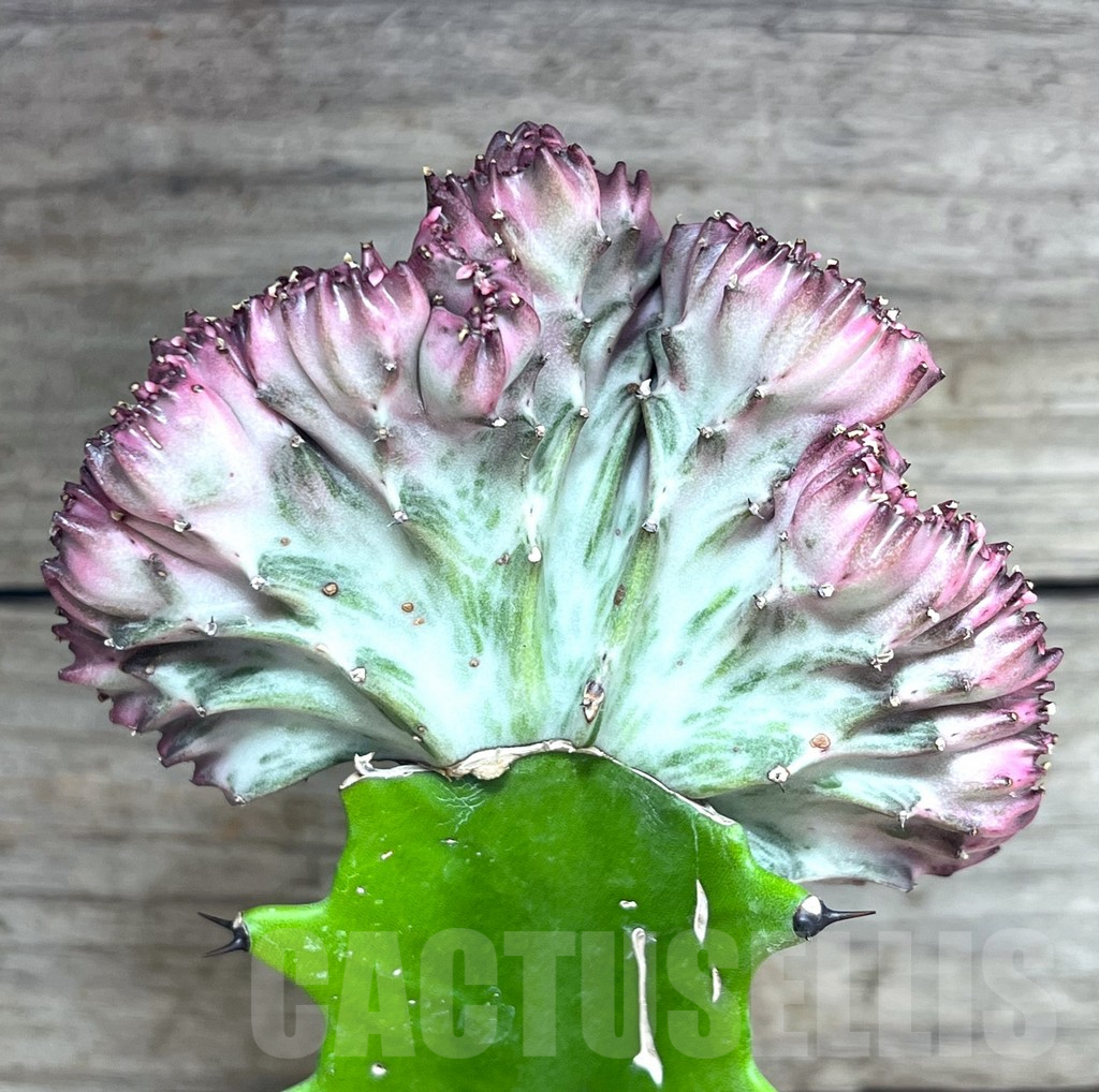 SHPR26008 Euphorbia lactea f. cristata, grafted