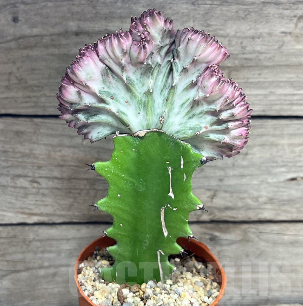 SHPR26008 Euphorbia lactea f. cristata, grafted – Bild 2