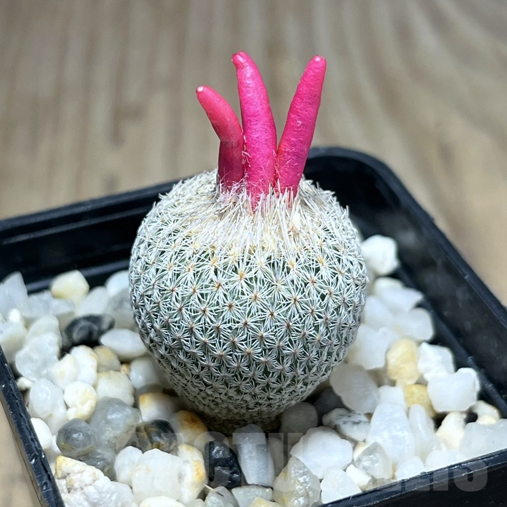 SHPR26009 Epithelantha micromeris PM 166