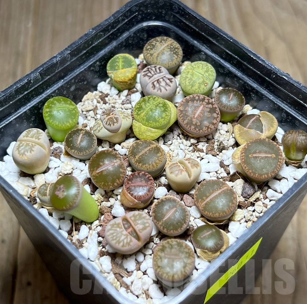 SHPR26011 Lithops mix