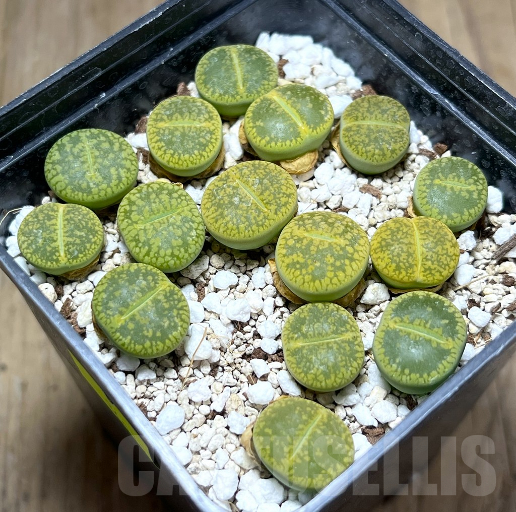 SHPR26012 Lithops aucampiae 'Jackson's Jade' C395