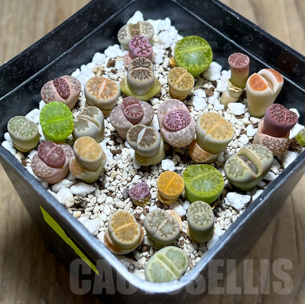 SHPR26014 Lithops mix