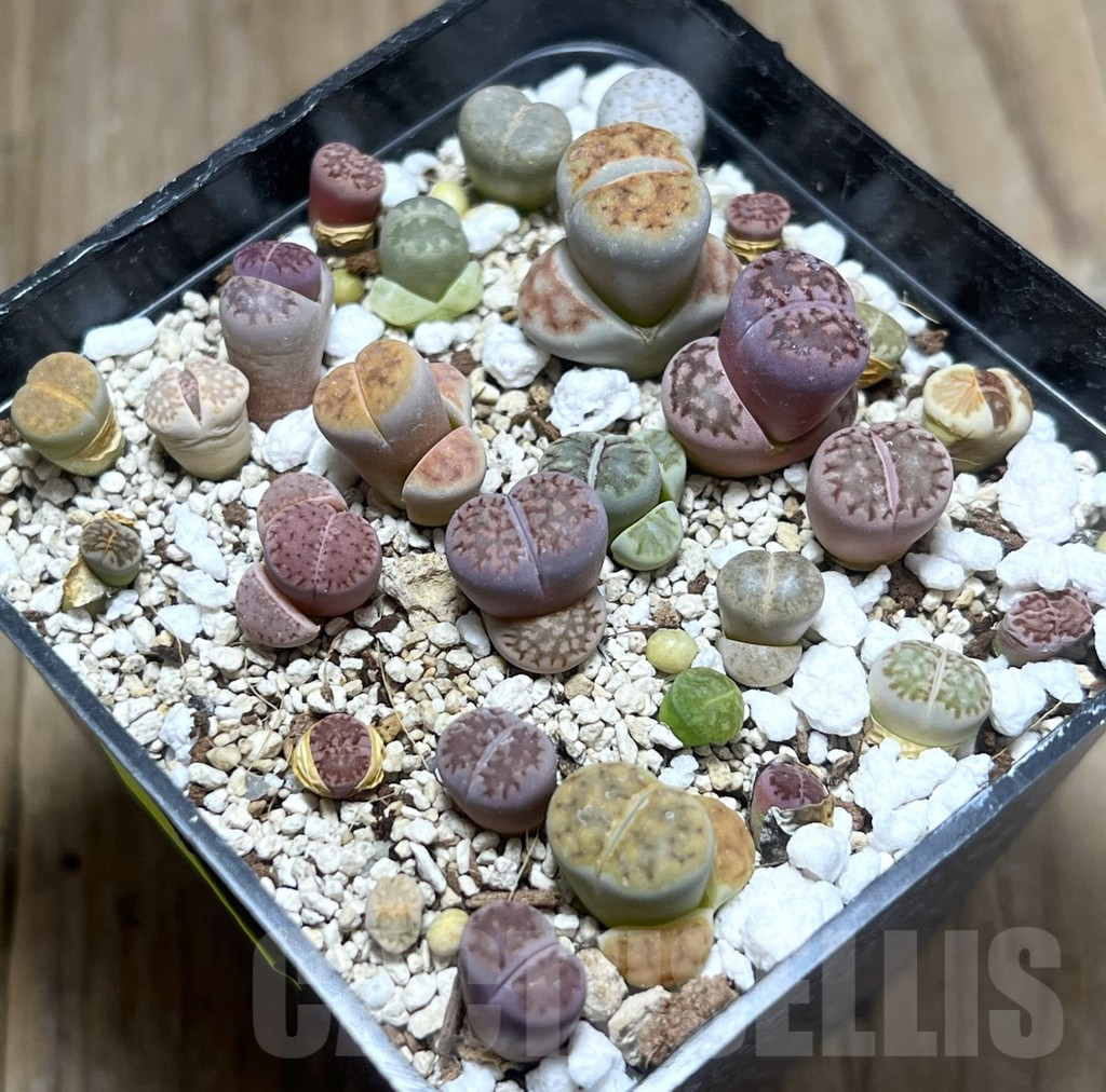 SHPR26015 Lithops mix