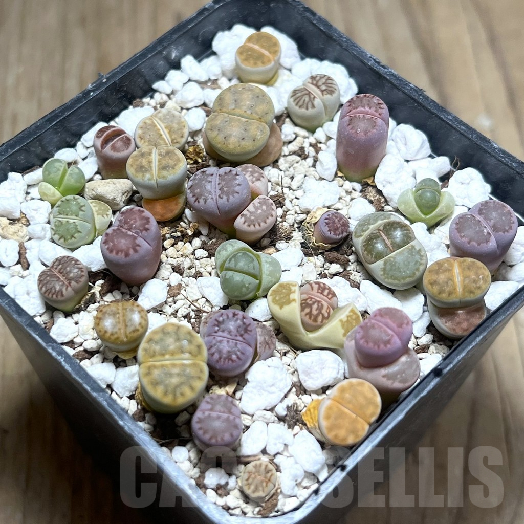 SHPR26016 Lithops mix