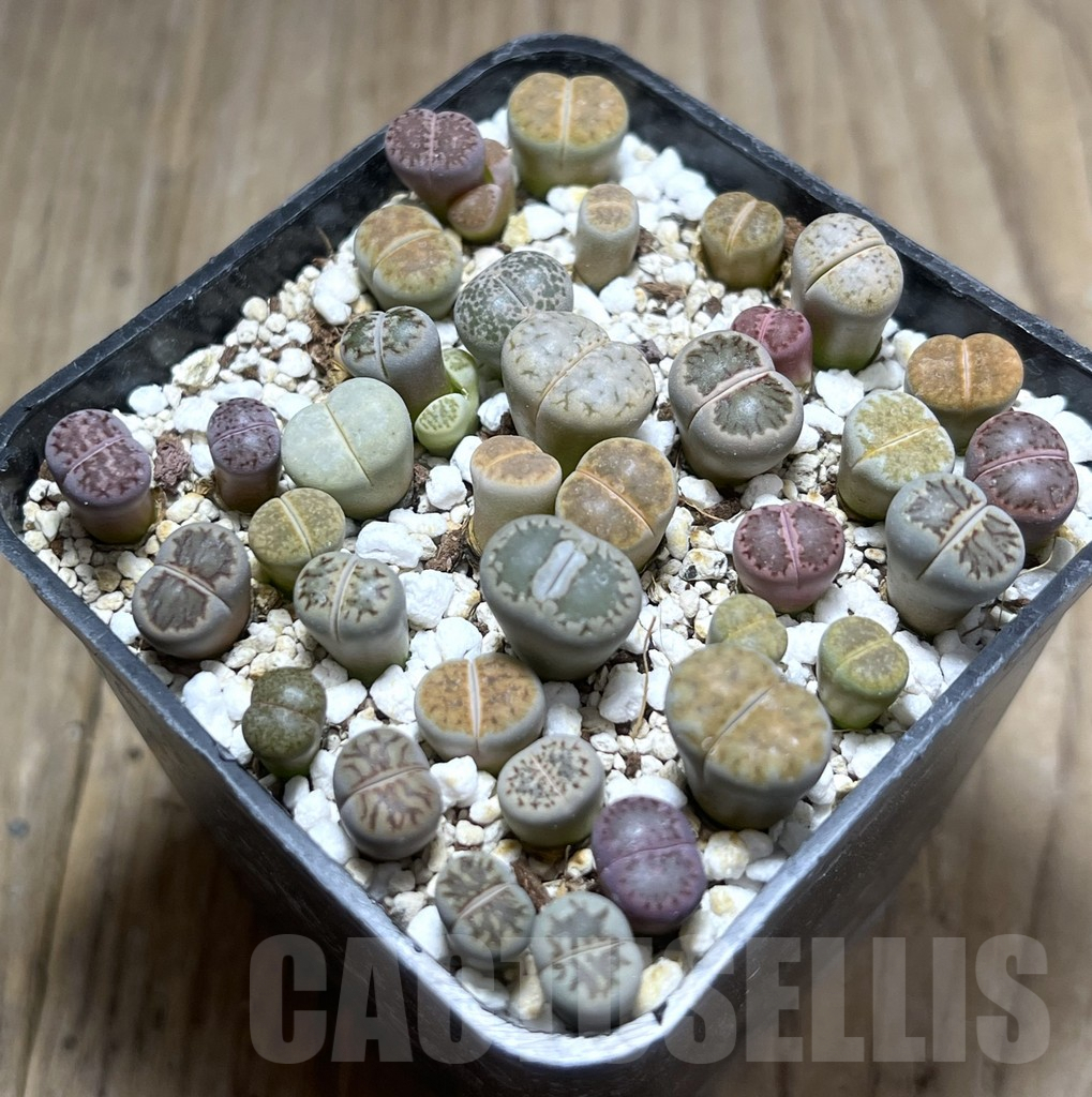 SHPR26017 Lithops mix