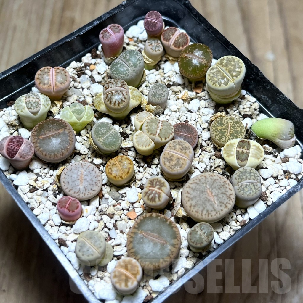 SHPR26018 Lithops mix