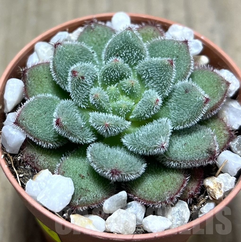 SL26072 Echeveria 'Carol'