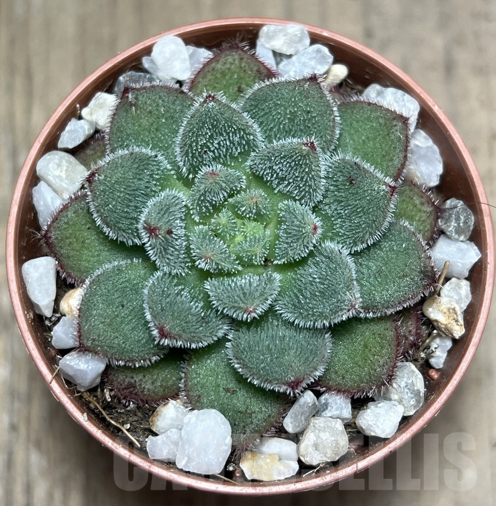 SL26072 Echeveria 'Carol' – Image 2