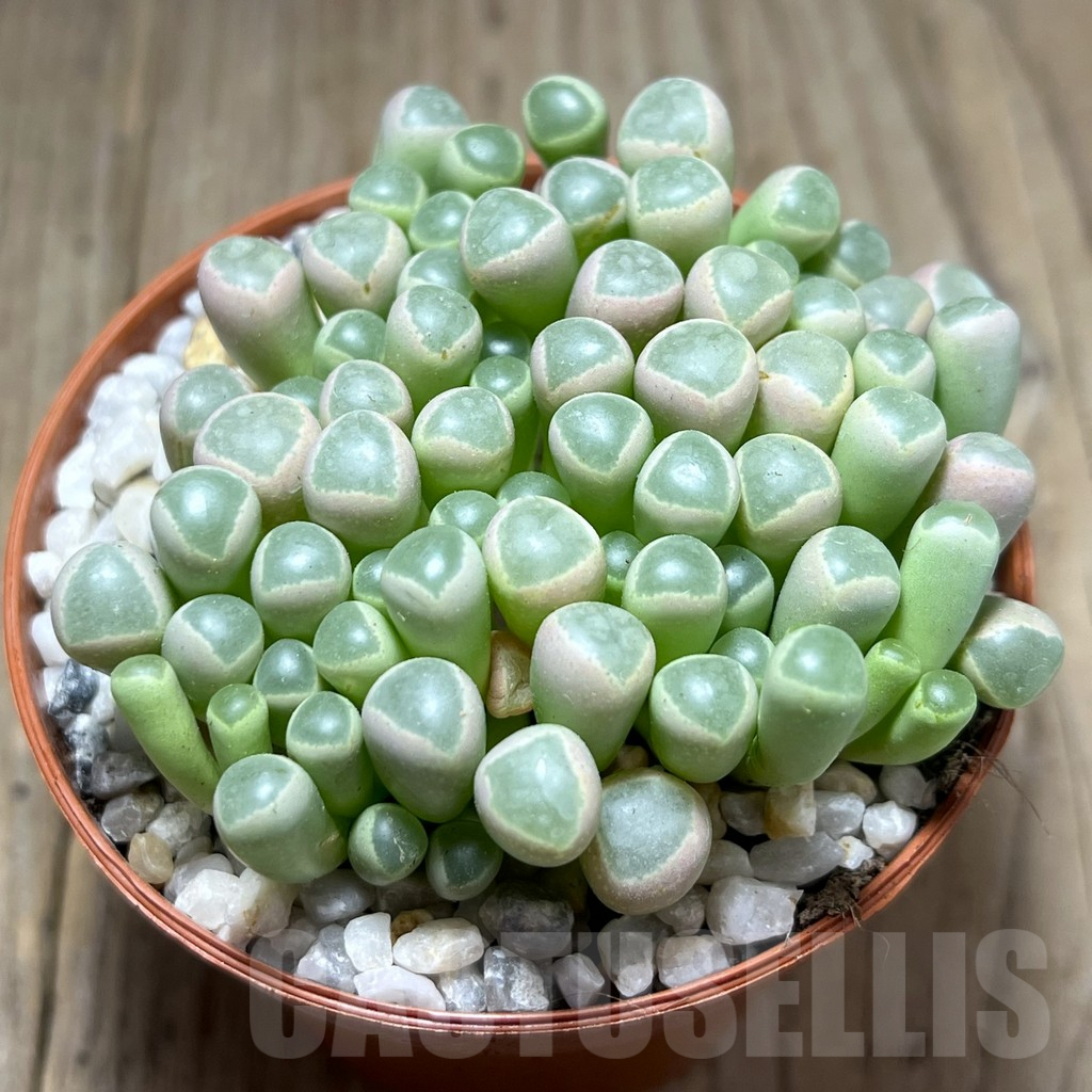 SL26075 Fenestraria aurantiaca