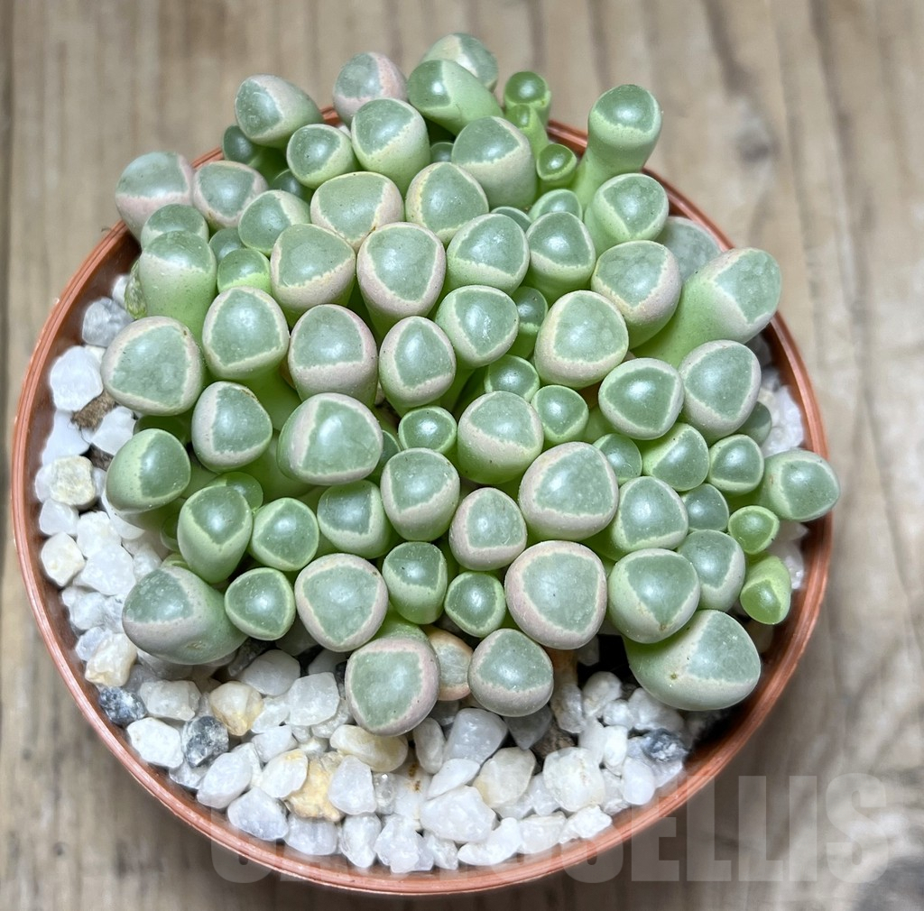 SL26075 Fenestraria aurantiaca - Obrázek 2