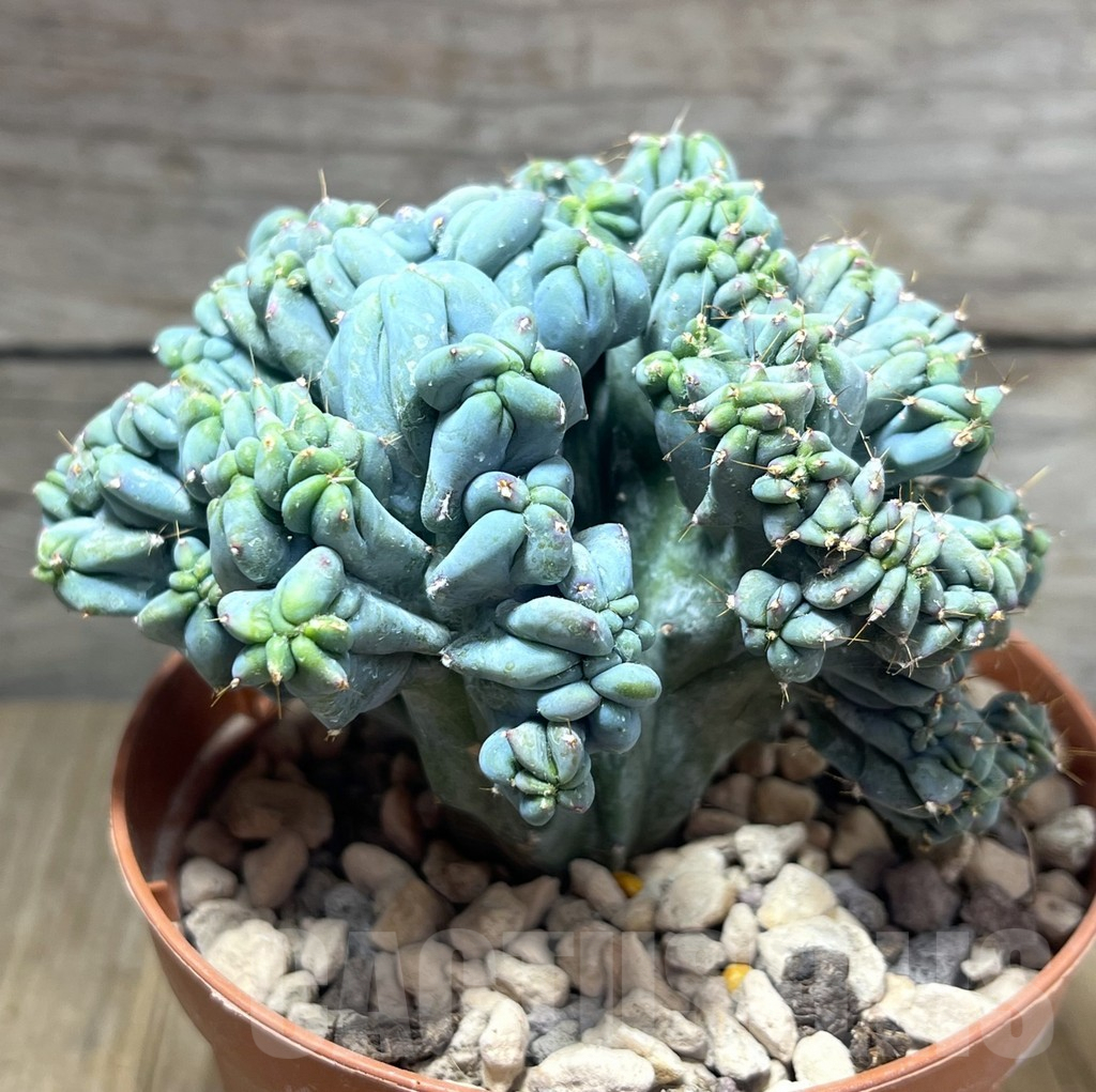SHPR26083 Myrtillocactus geometrizans f. cristata – Bild 2