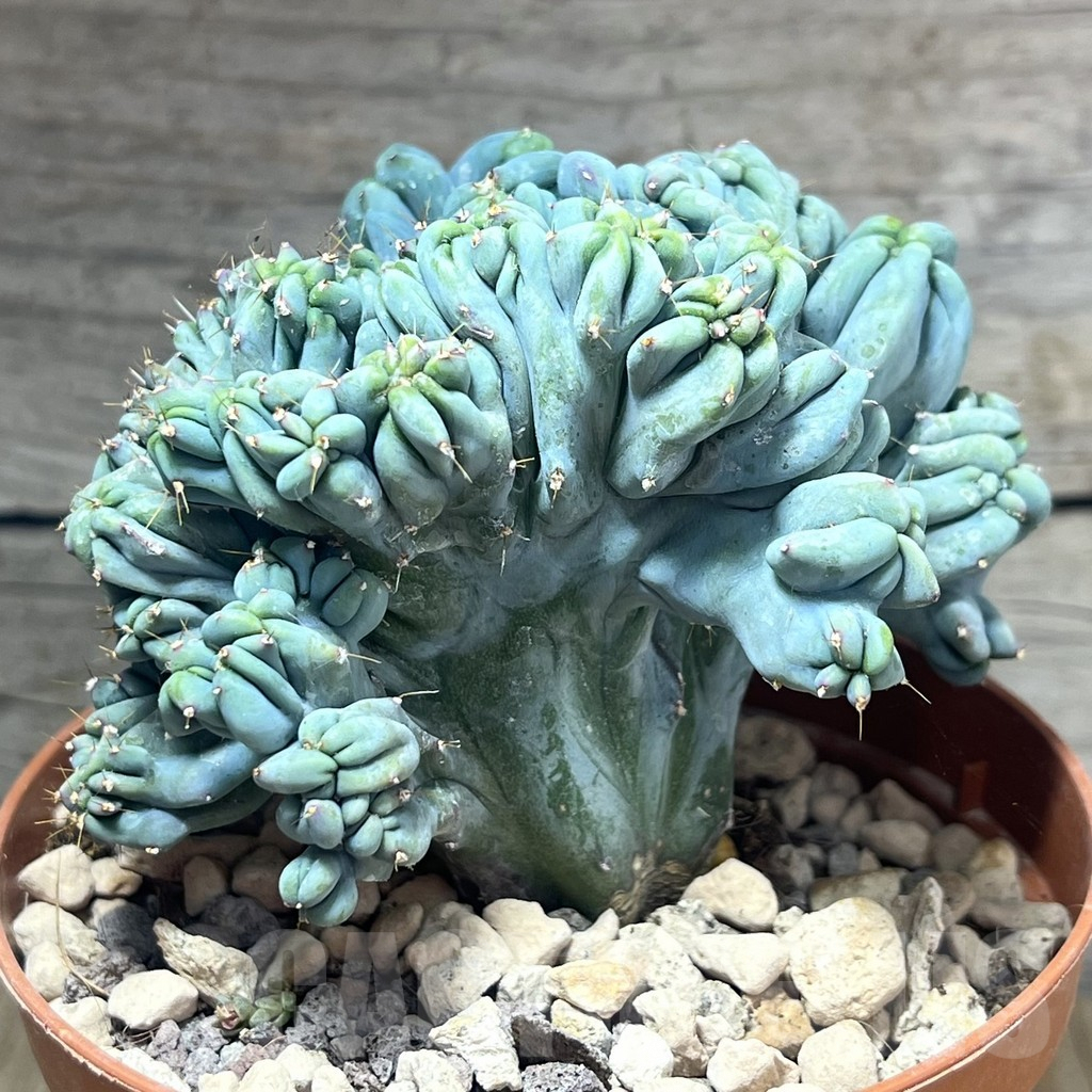 SHPR26083 Myrtillocactus geometrizans f. cristata