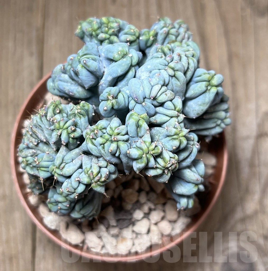 SHPR26083 Myrtillocactus geometrizans f. cristata – Bild 3