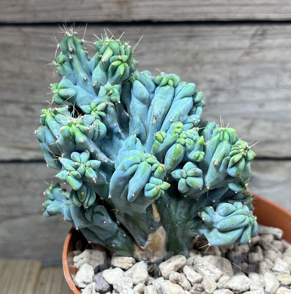 SHPR26085 Myrtillocactus geometrizans f. cristata