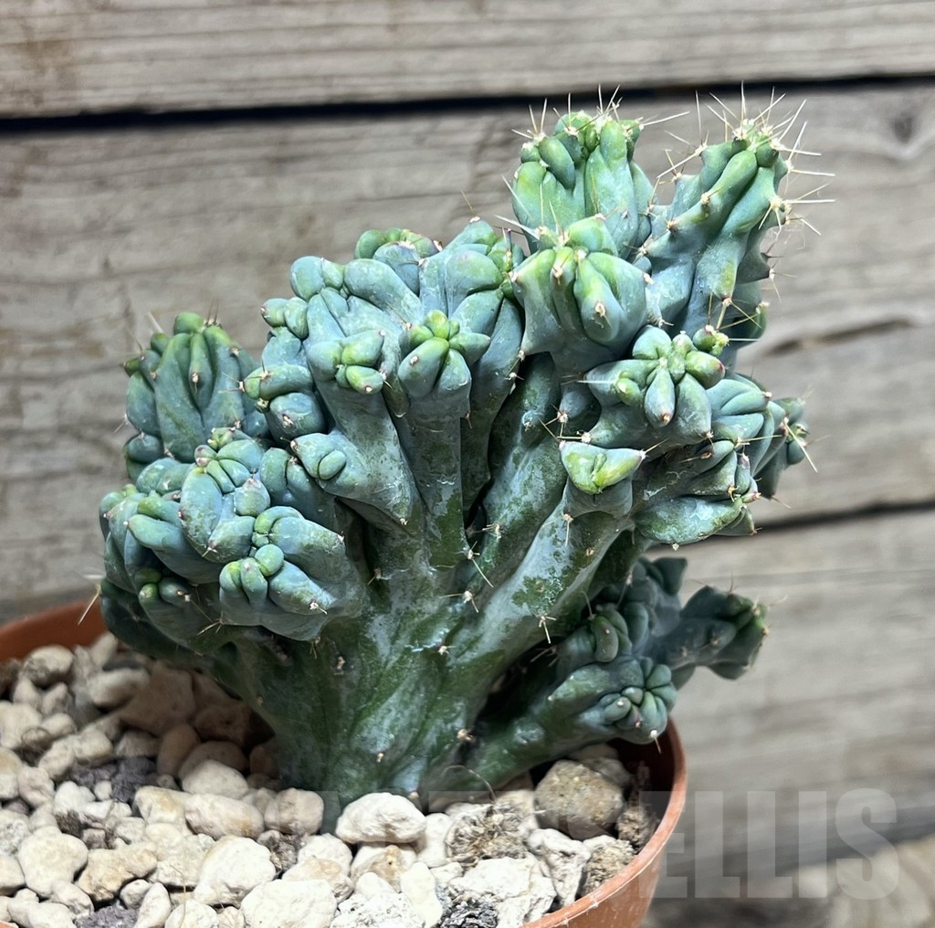 SHPR26085 Myrtillocactus geometrizans f. cristata - Image 2