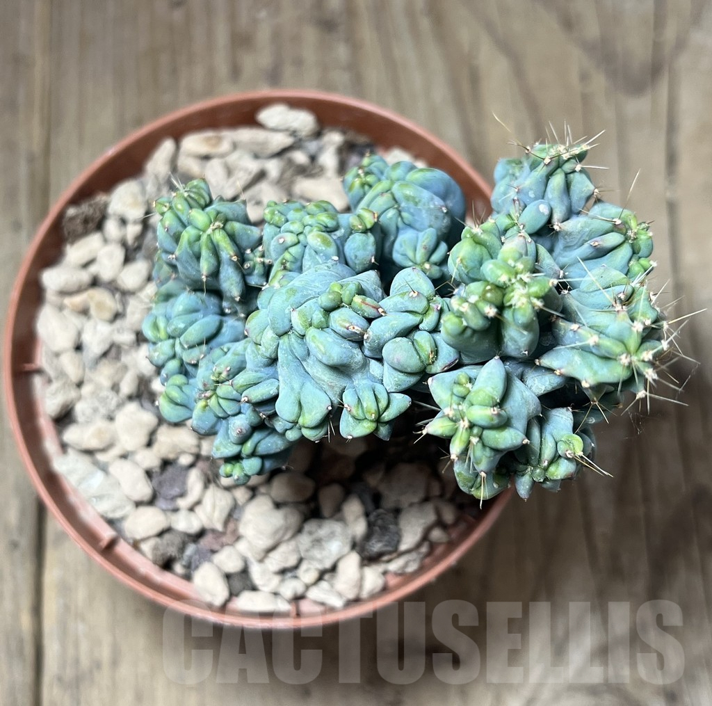 SHPR26085 Myrtillocactus geometrizans f. cristata - Image 3