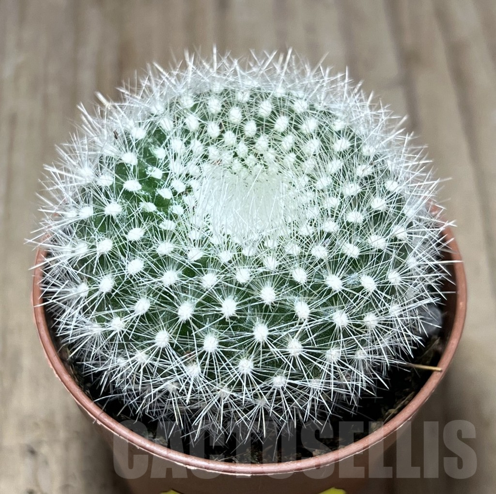 SL26091 Notocactus haselbergii