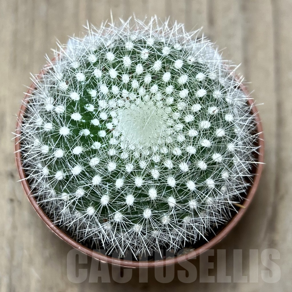 SL26091 Notocactus haselbergii - Image 2