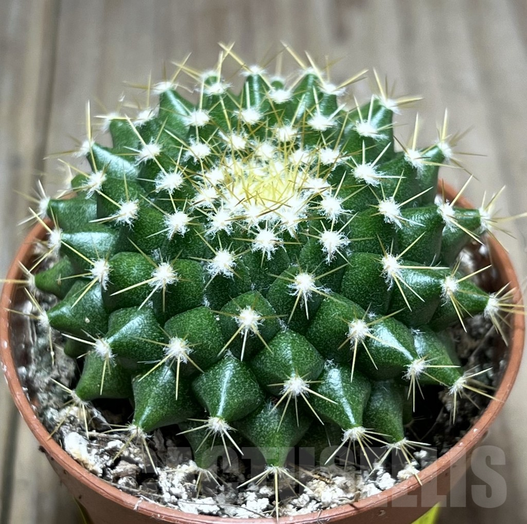 SL26095 Mammillaria marksiana