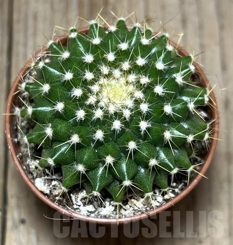 SL26095 Mammillaria marksiana - Image 2