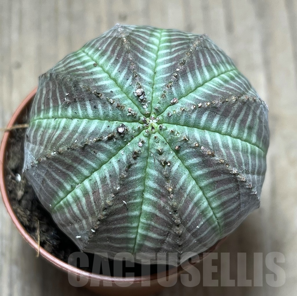 SHPR26097 Euphorbia obesa
