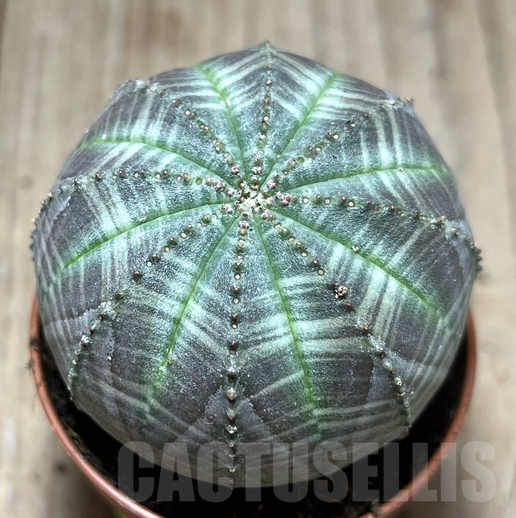 SHPR26098 Euphorbia obesa