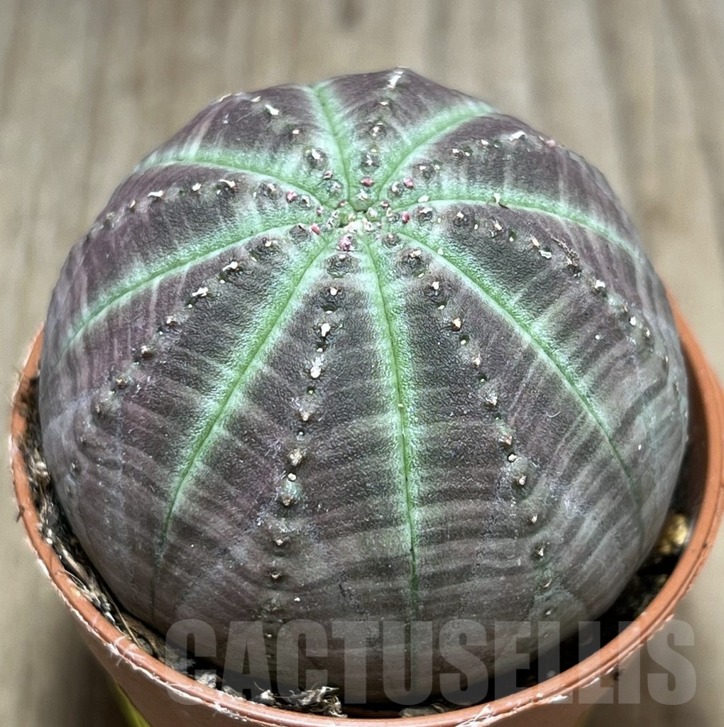 SHPR26101 Euphorbia obesa