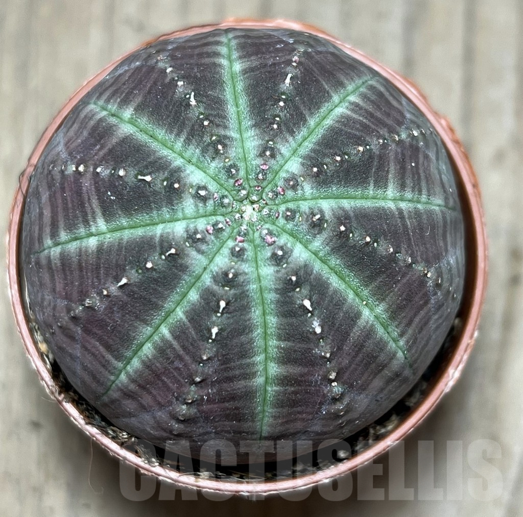 SHPR26101 Euphorbia obesa - Obrázek 2