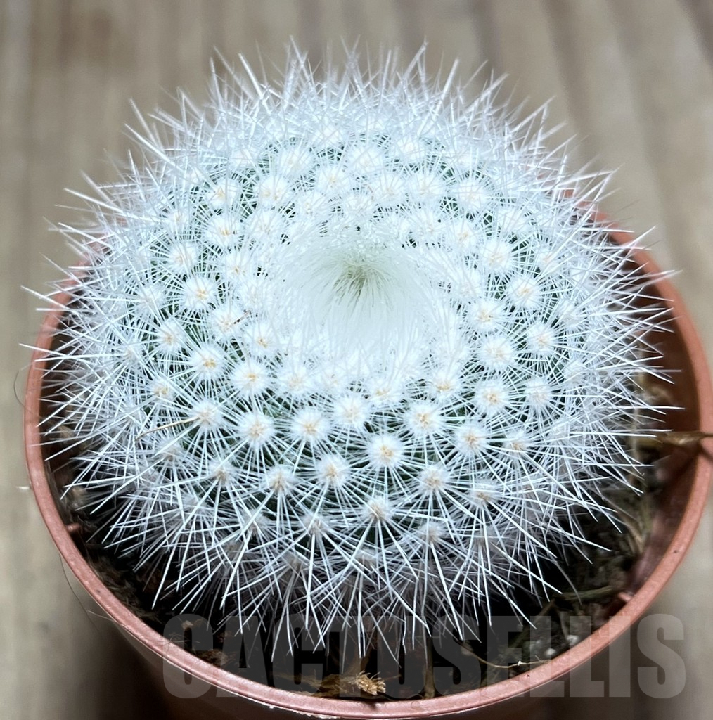 SL26115 Notocactus scopa v. albispinus