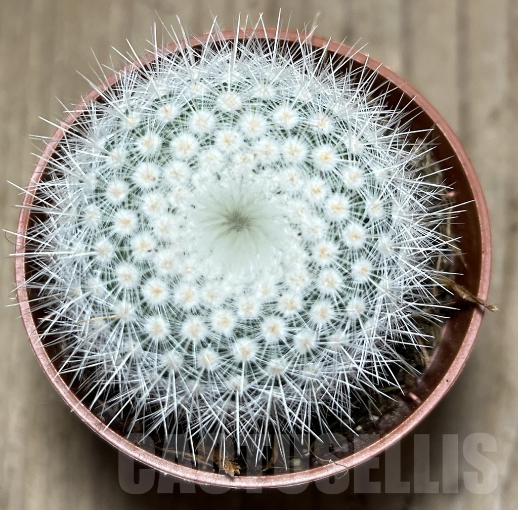 SL26115 Notocactus scopa v. albispinus – Image 2