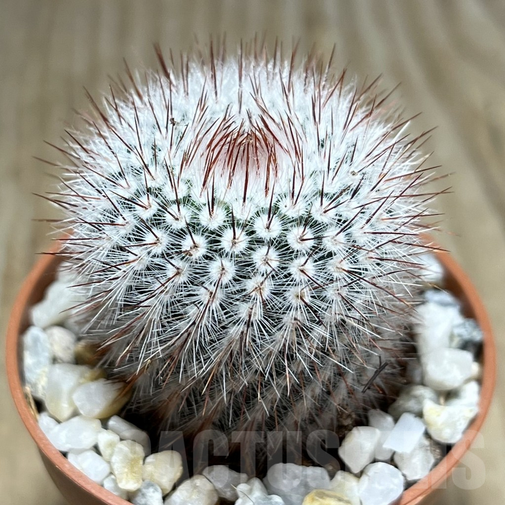 SL26117 Notocactus scopa