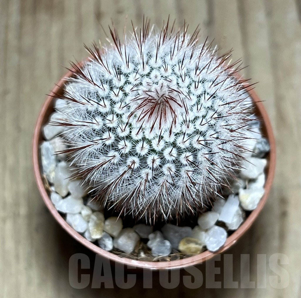 SL26117 Notocactus scopa - Image 2