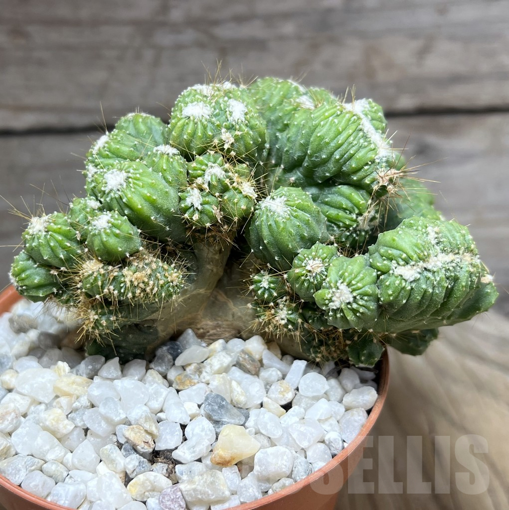 SHPR26121 Cereus peruvianus f. cristata - immagine 2