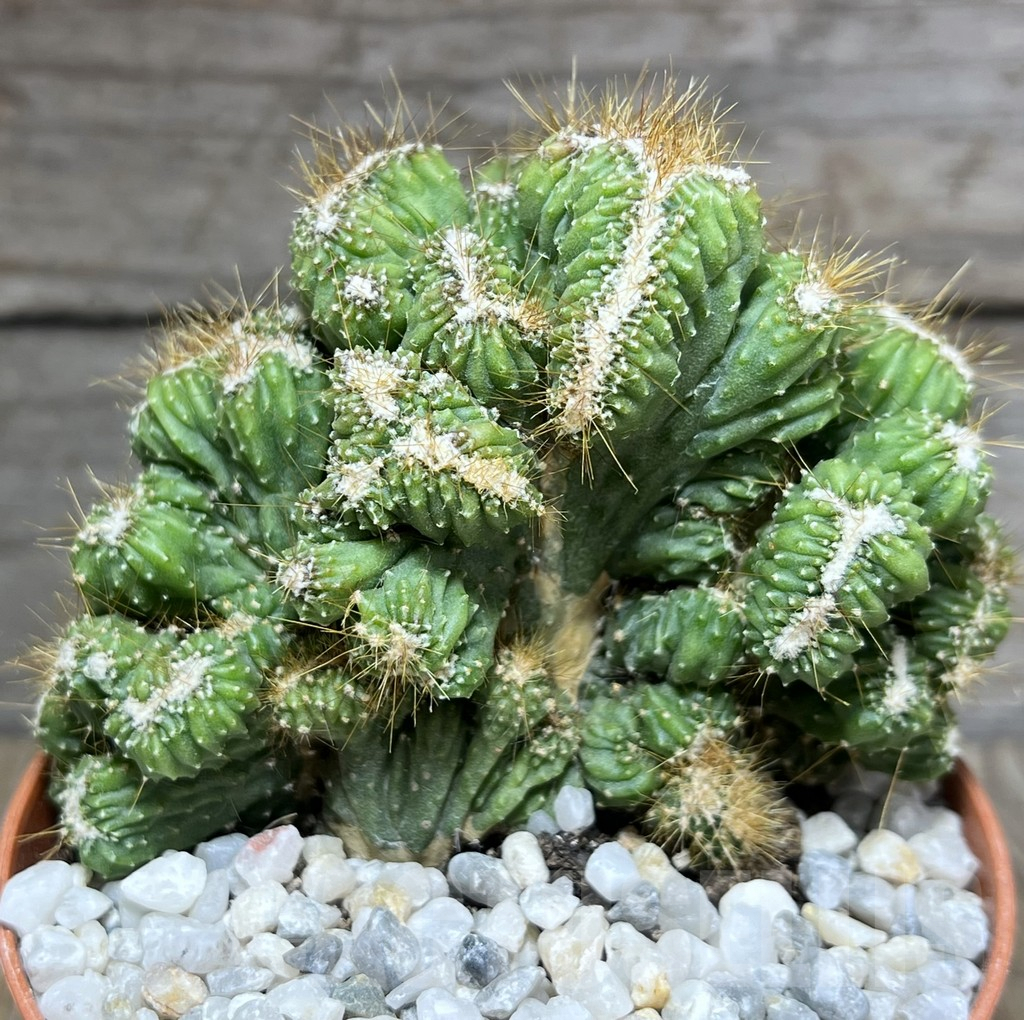 SHPR26122 Cereus peruvianus f. cristata - Image 3