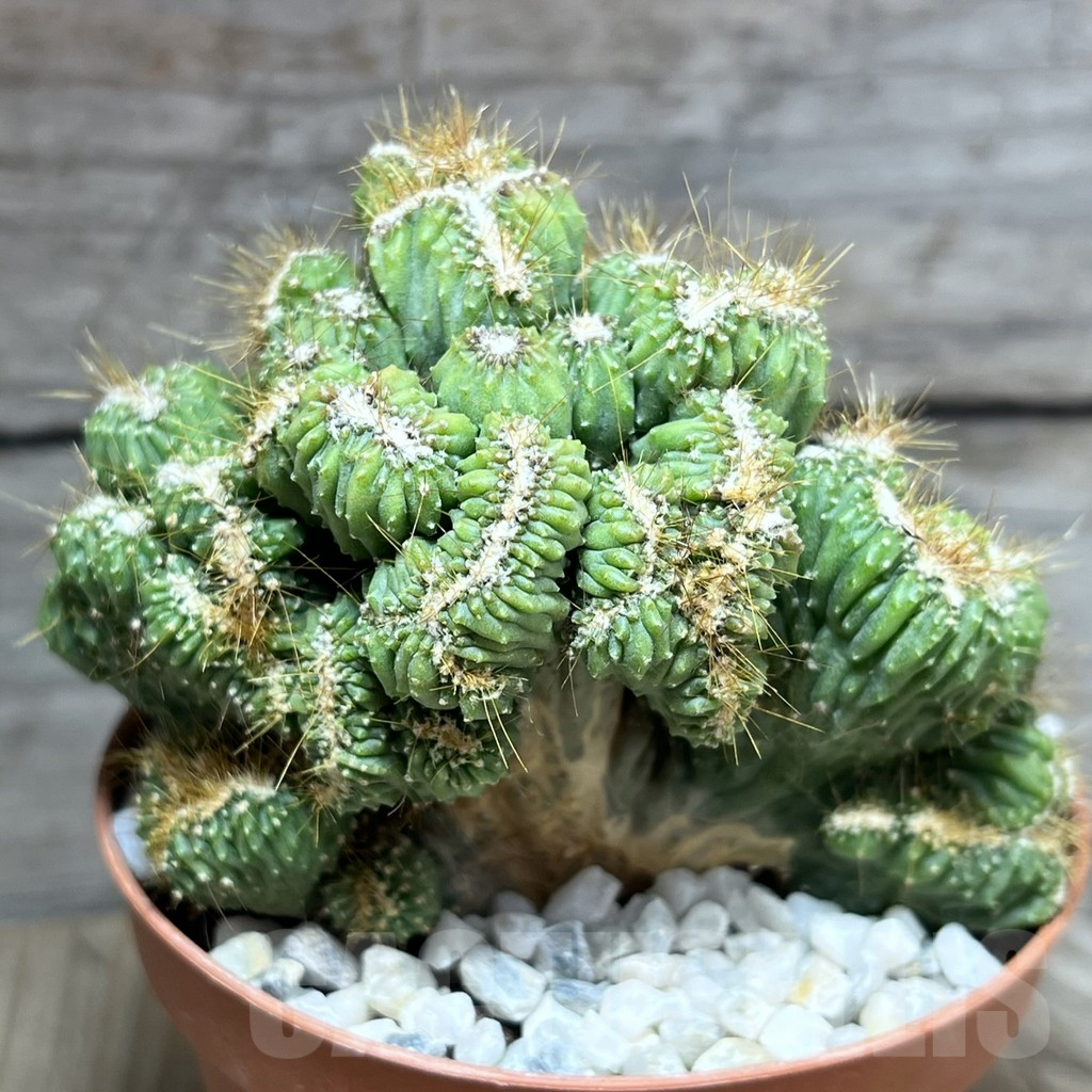 SHPR26122 Cereus peruvianus f. cristata