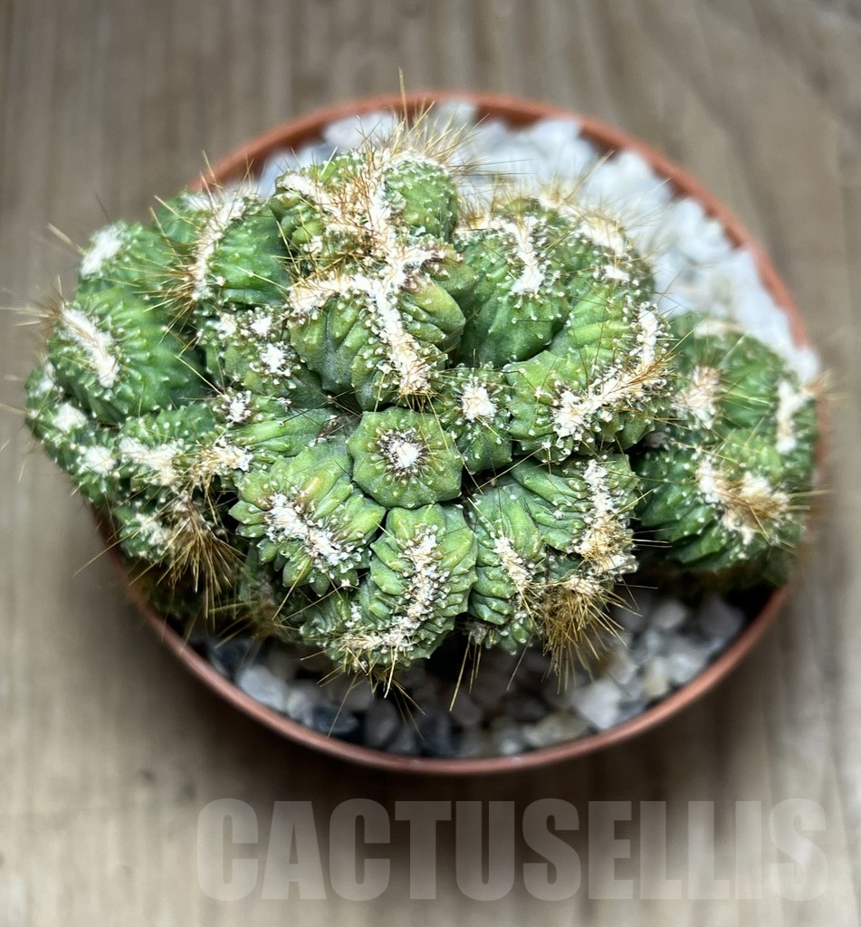 SHPR26122 Cereus peruvianus f. cristata - Image 2