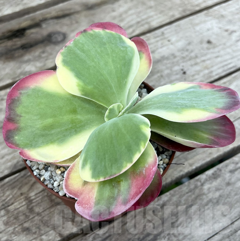 SL26123 Kalanchoe thyrsiflora f.variegata - Image 2