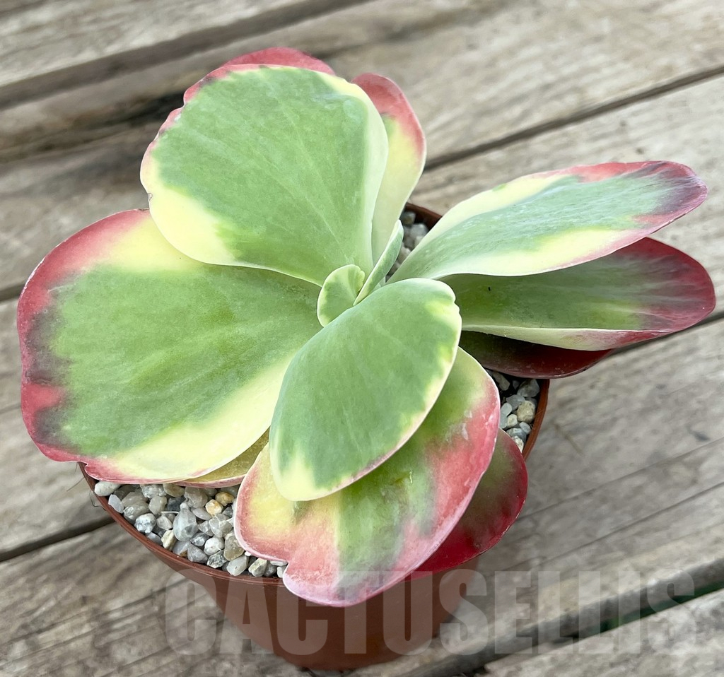 SL26123 Kalanchoe thyrsiflora f.variegata