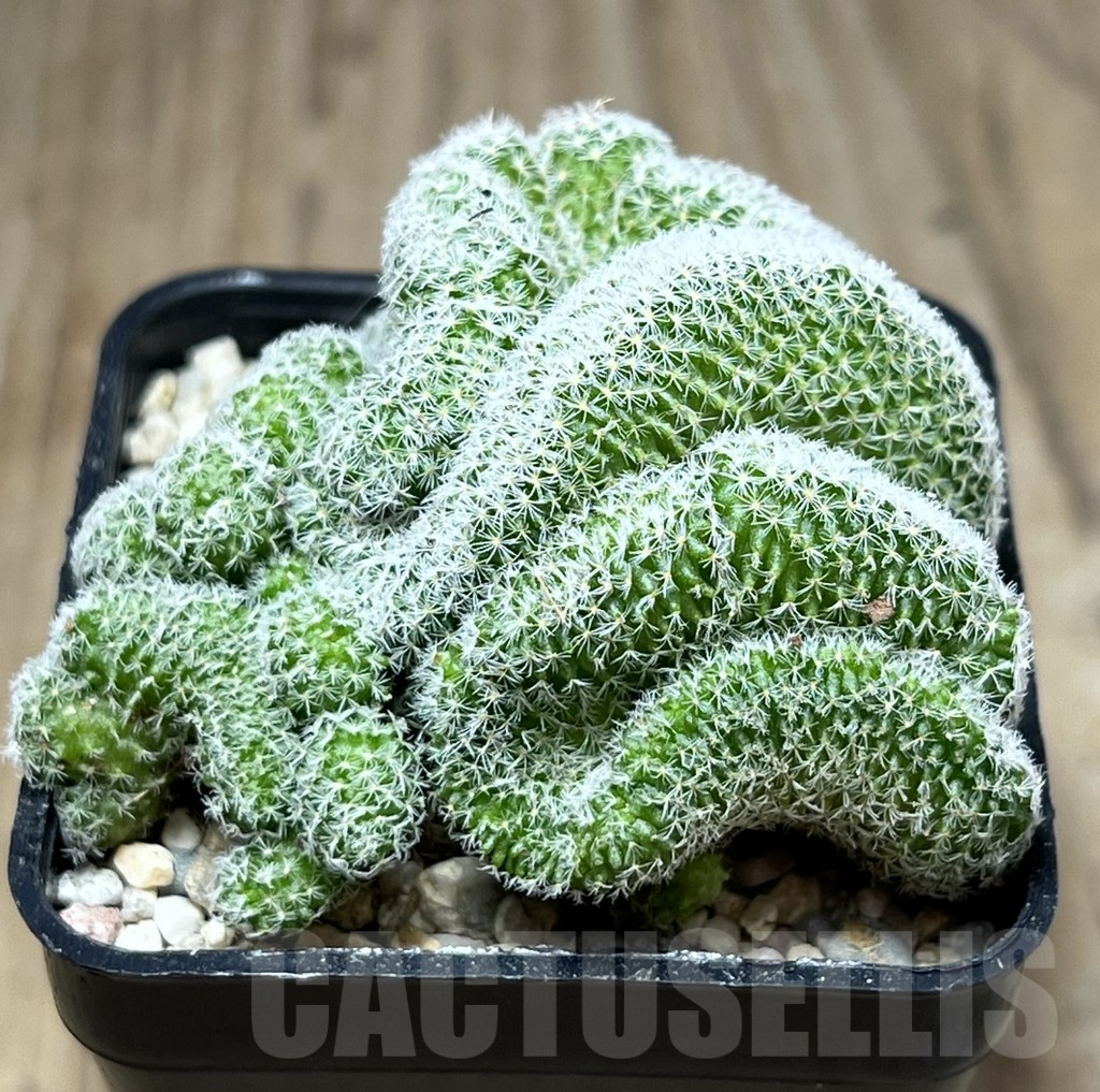 SHPR26880 Mammillaria geminispina f. cristata